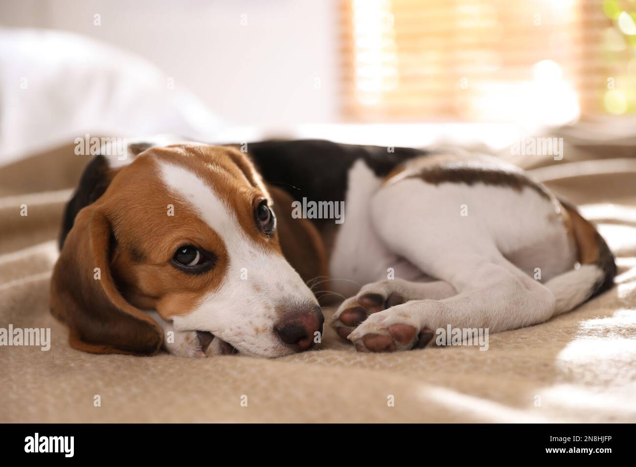 Cute Beagle puppy on bed at home. Adorable pet Stock Photo Alamy
