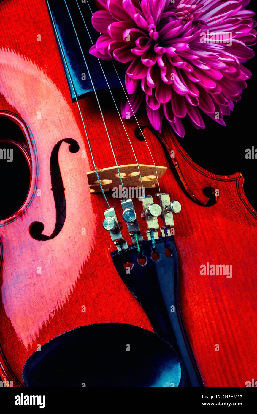 Purple Mum And Violin Stock Photo - Alamy