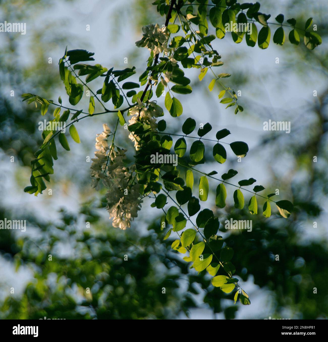 An array of drooping clusters of pealike creamywhite flowers, Robinia