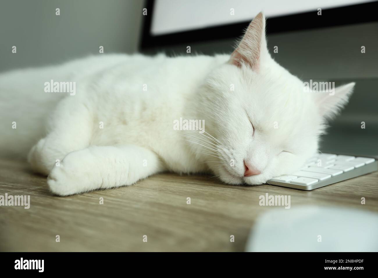 Adorable white cat sleeping on keyboard at workplace, closeup Stock
