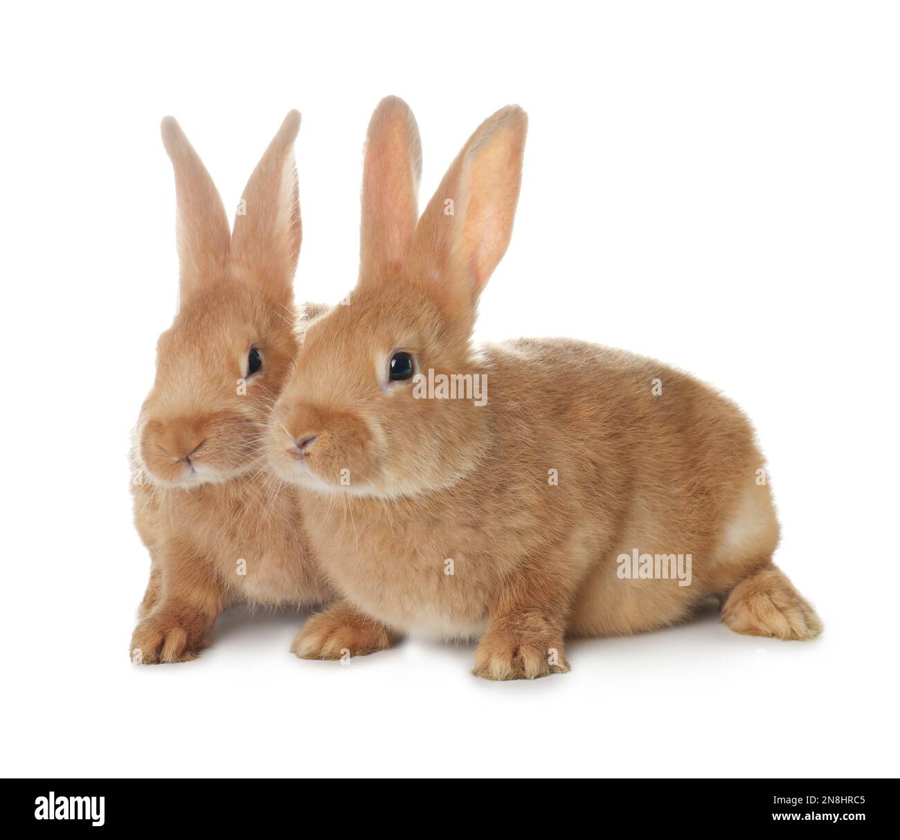 Brown bunnies Cut Out Stock Images & Pictures - Page 2 - Alamy