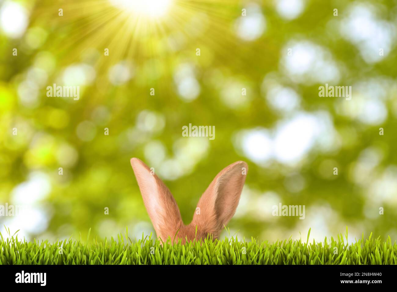 Easter bunny hiding in the grass hi-res stock photography and images ...