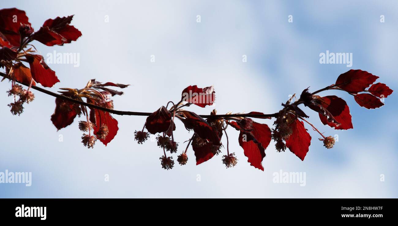 Clusters of downy leaves and flowers of copper beech, Fagus sylvatica Stock Photo