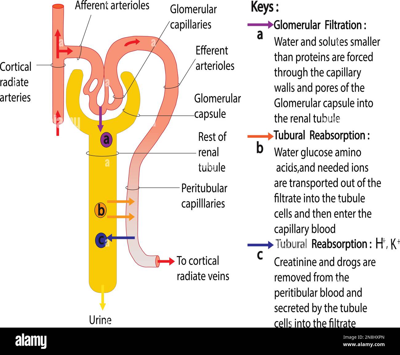 diagram of urine formation image vector Stock Vector