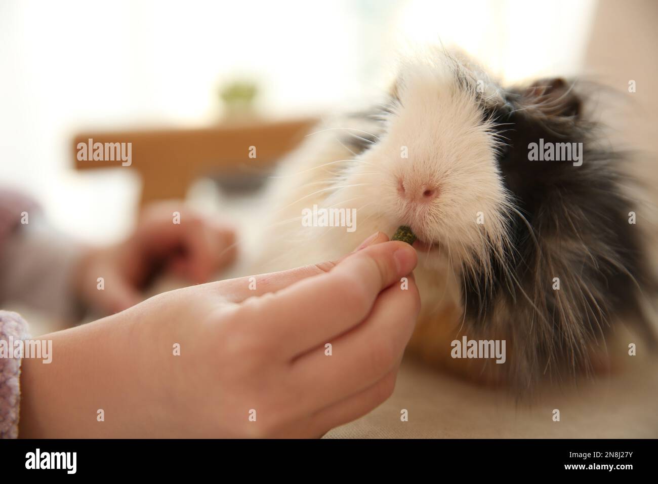 View of Little child feeding guinea pig indoors, closeup. Lovely pet Stock ...