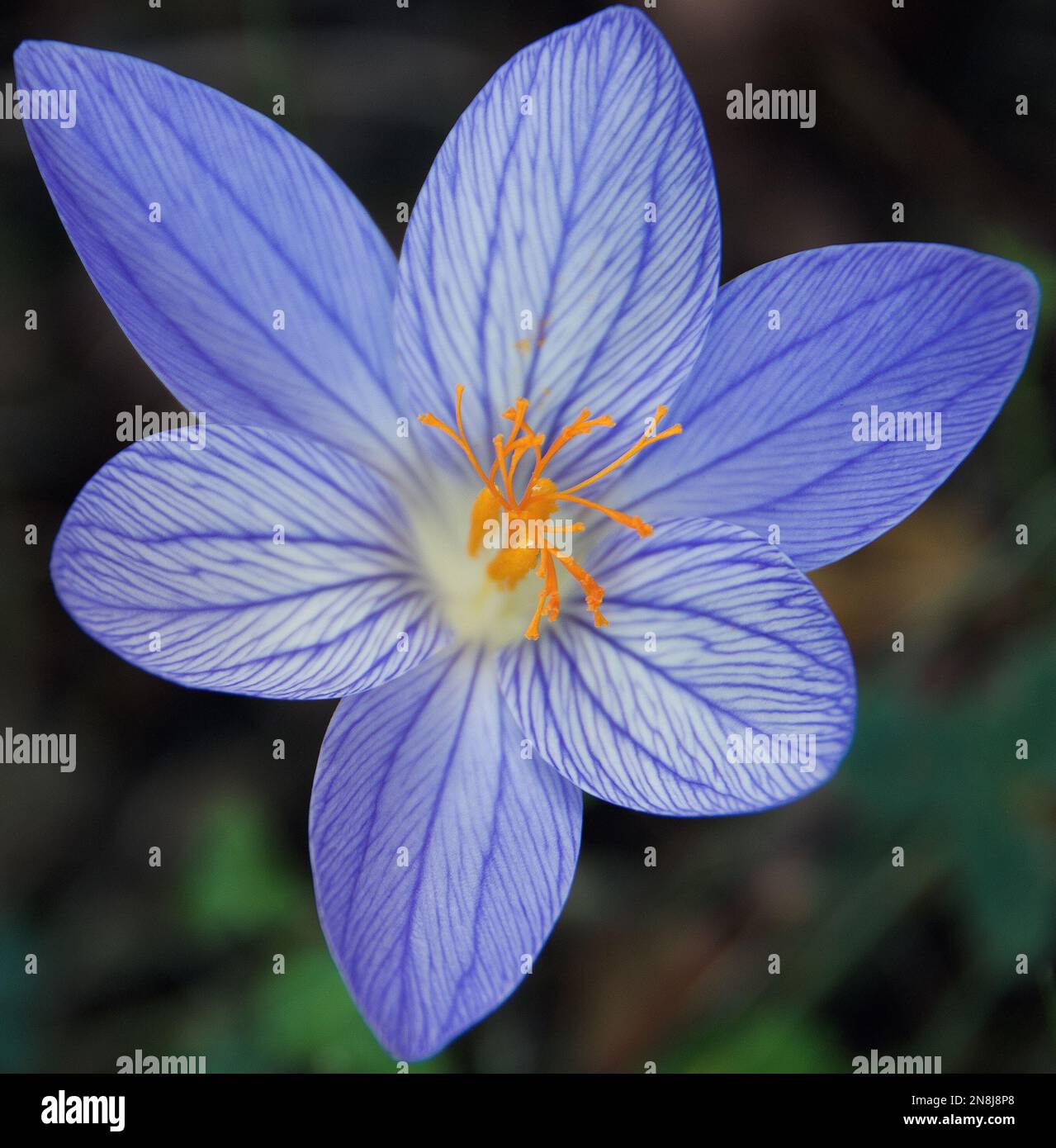Crocus speciosus has silvery lilac-blue flowers in autumn, with darker veins and a white throat; leaves developing after the flowers. Thus autumn-flow Stock Photo