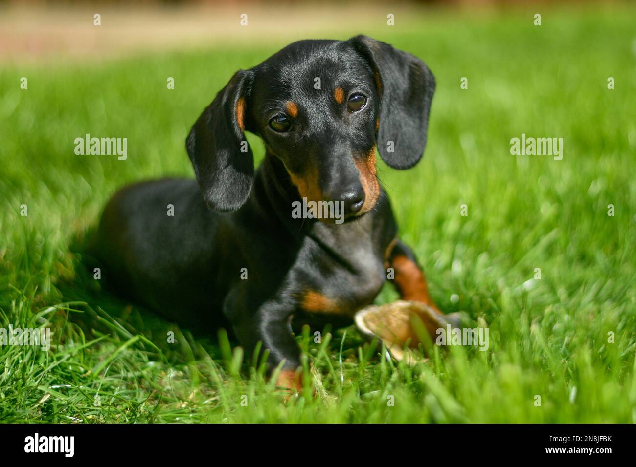 Cute Black ShortHaired Miniature Dachshund Stock Photo Alamy