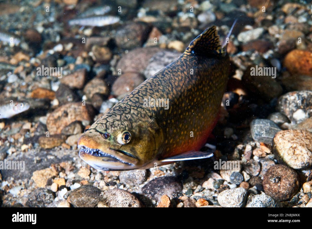 Eastern brook trout hi-res stock photography and images - Alamy