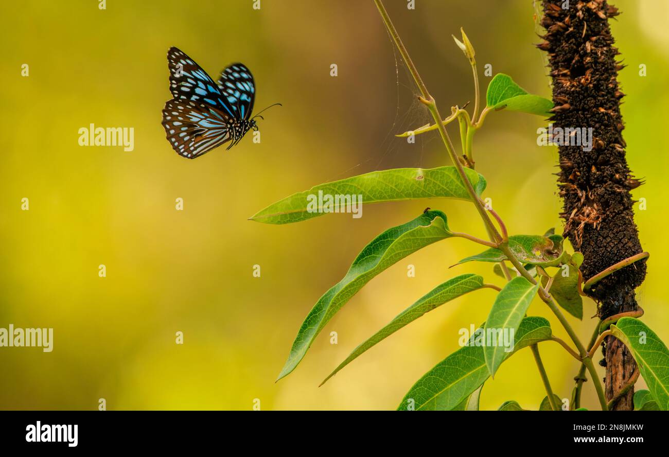 Blue Tiger Butterfly, Tirumala hamata in flight Stock Photo - Alamy