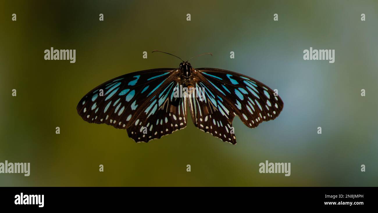 Blue Tiger Butterfly, Tirumala hamata in flight Stock Photo - Alamy