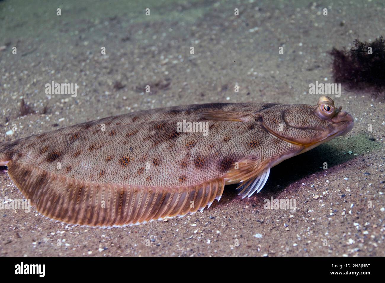 Winter flounder closeup face Stock Photo Alamy