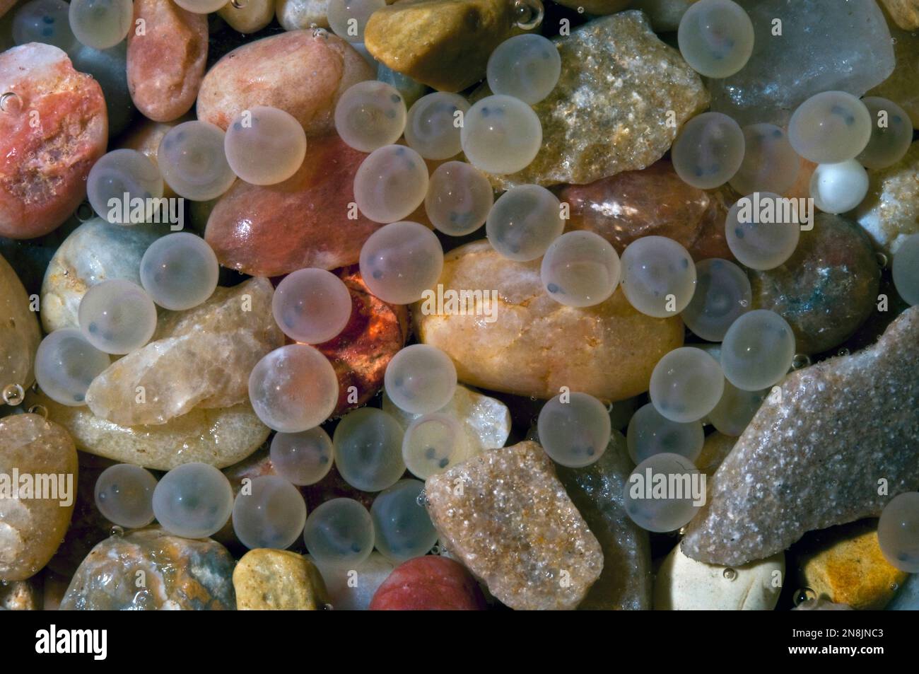 Trout underwater egg hi-res stock photography and images - Alamy