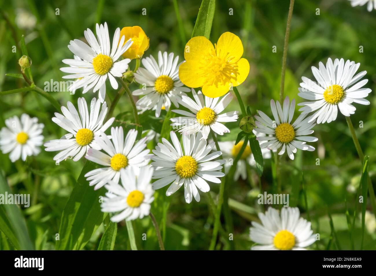 White yellow lawn wildflowers Common Daisy Creeping buttercup Bellis perennis Ranunculus flower Stock Photo