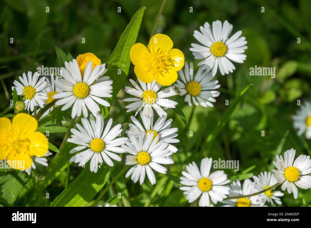 Common, Daisies, Creeping buttercup, Ranunculus repens, Lawn, Wildflowers, Garden, Flowers, Bellis perennis, Common daisy, Lawn daisy, Close-up, White, Yellow Stock Photo