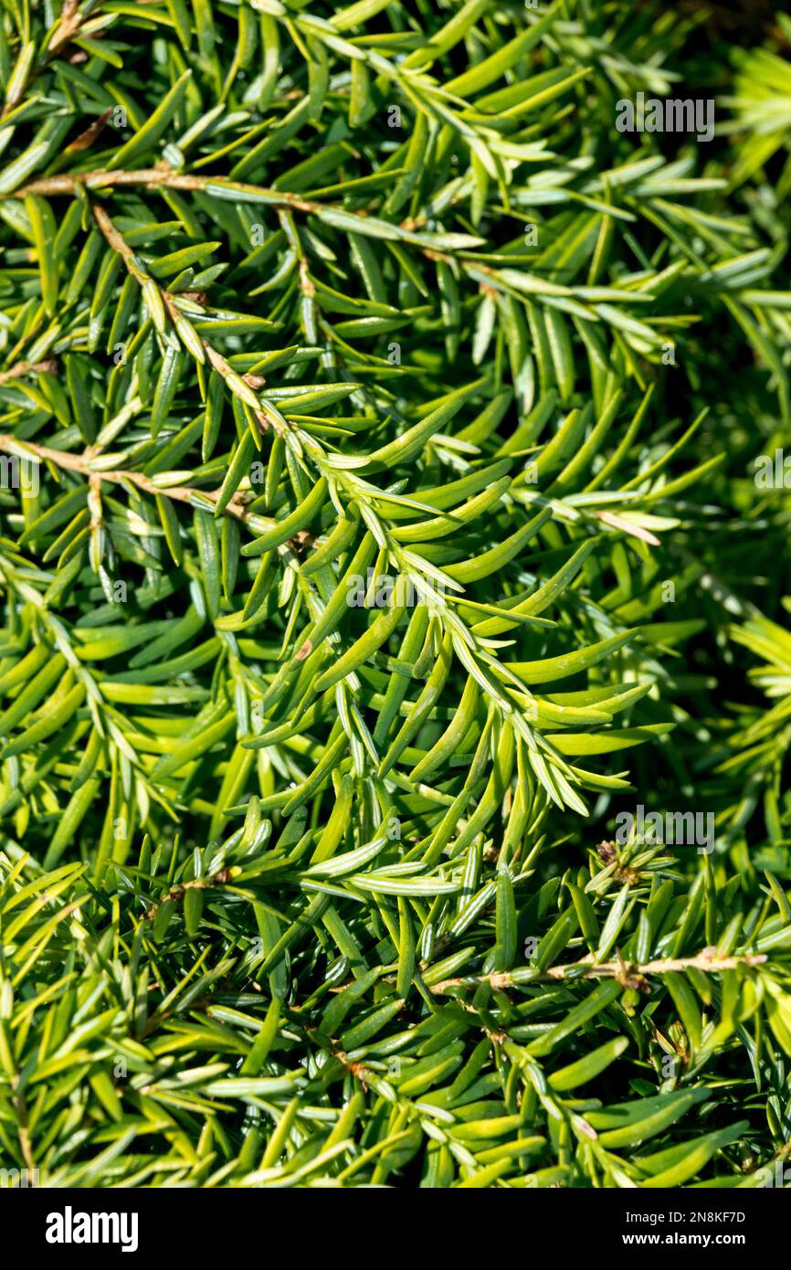 Tsuga canadensis 'Jeddeloh', Canadian Hemlock, Needles, Tree, Branch, Close up Stock Photo