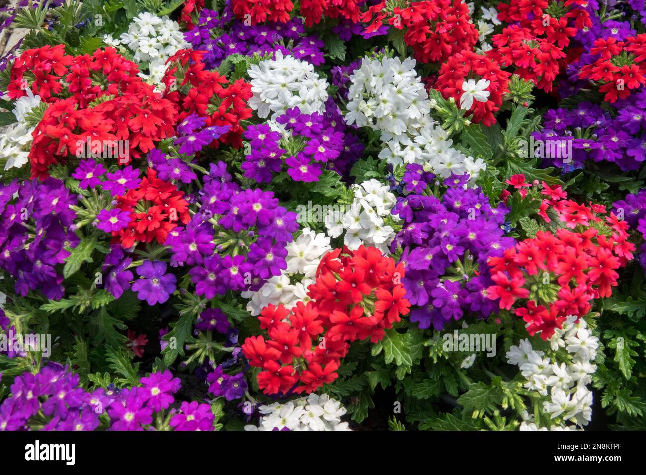 Verbena hybrid, Colourful, Flowers, Vervain, White, Blooming, Red, Blue Stock Photo
