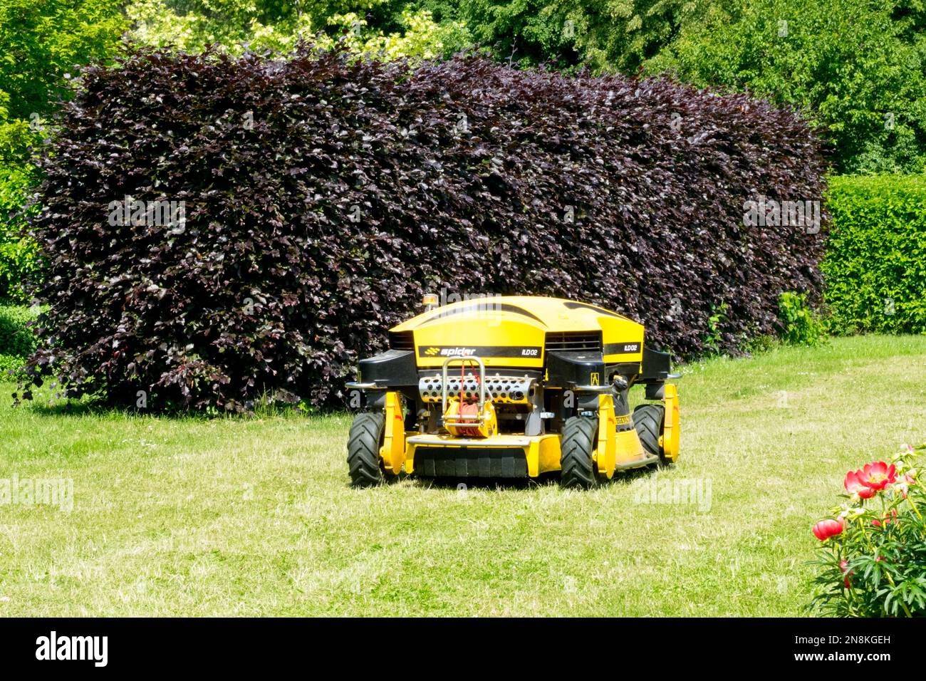 Beech Hedge, Garden, Fagus, European Beech hedge, Cutting, Lawn robot Stock Photo
