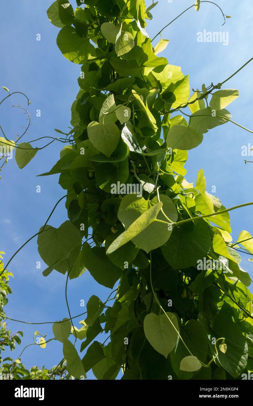 Aristolochia macrophylla, Dutchman Pipe, Broadleafed Birthwort, Aristolochia, Isotrema, Pipevine, Leaves, Plant growing on wire Stock Photo