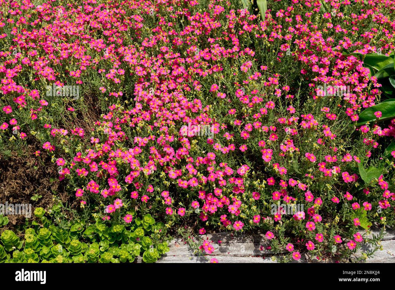 Pink, Helianthemum, Blossoms, Ground cover plants in garden, Helianthemum 'Ben Hope' Stock Photo