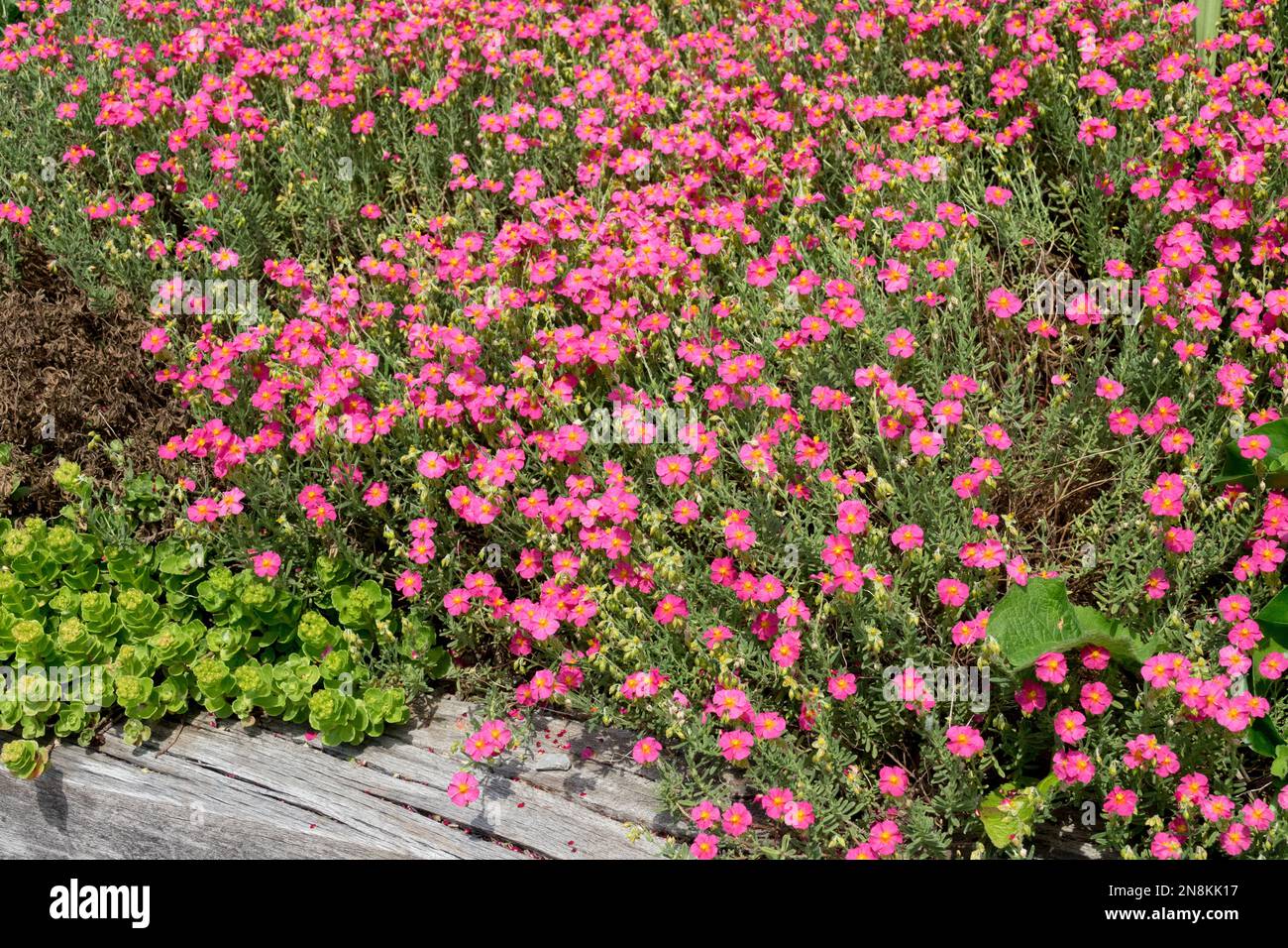 Helianthemum nummularium, Ben Hope, Helianthemum Ben Hope, Blooming, Rock rose, In the garden, Pink, Flowers, Flowering Stock Photo
