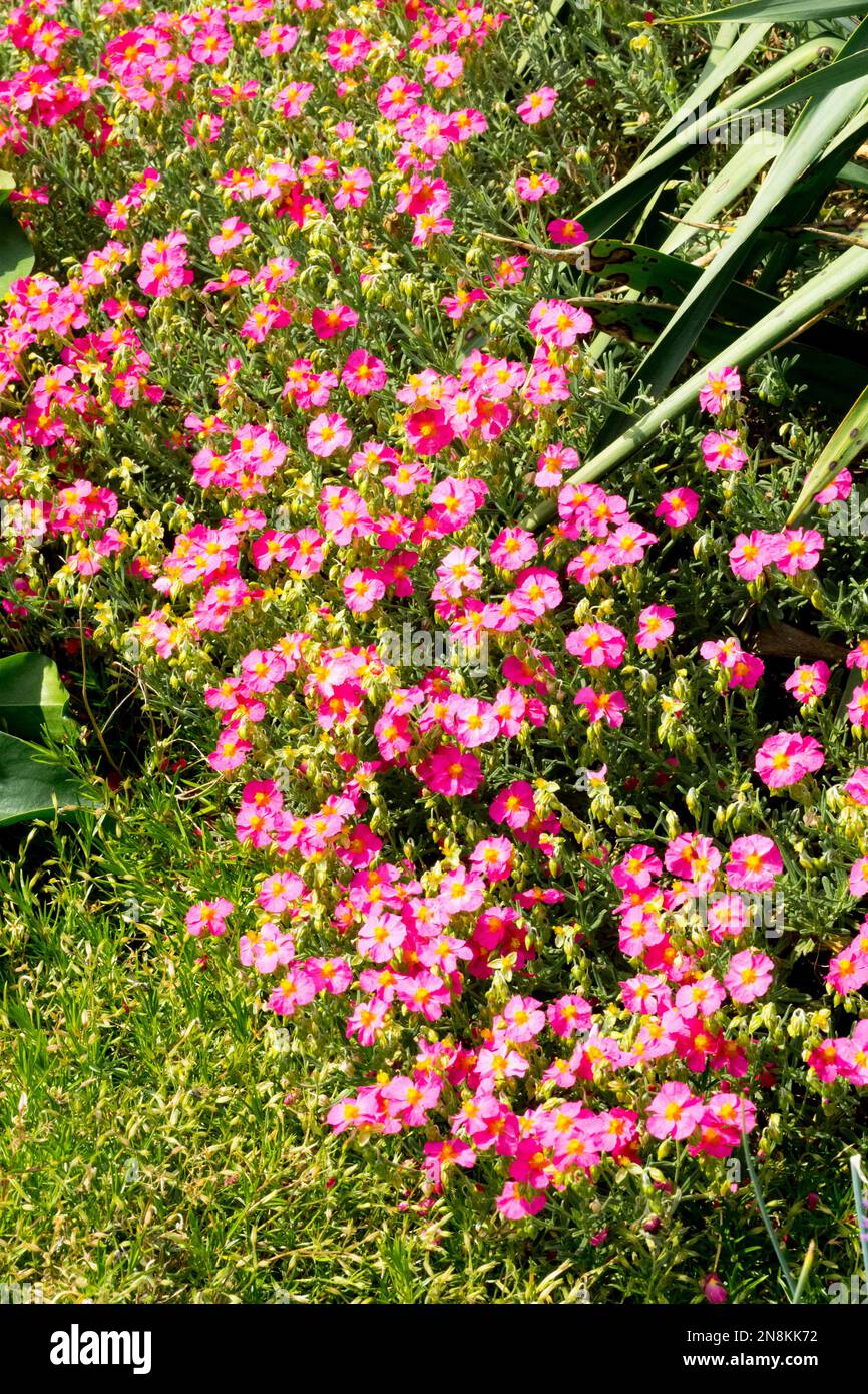 Rock rose, Border, Edge, Plant, Helianthemum 'Ben Hope', Covering, Garden, Ground cover plants Stock Photo