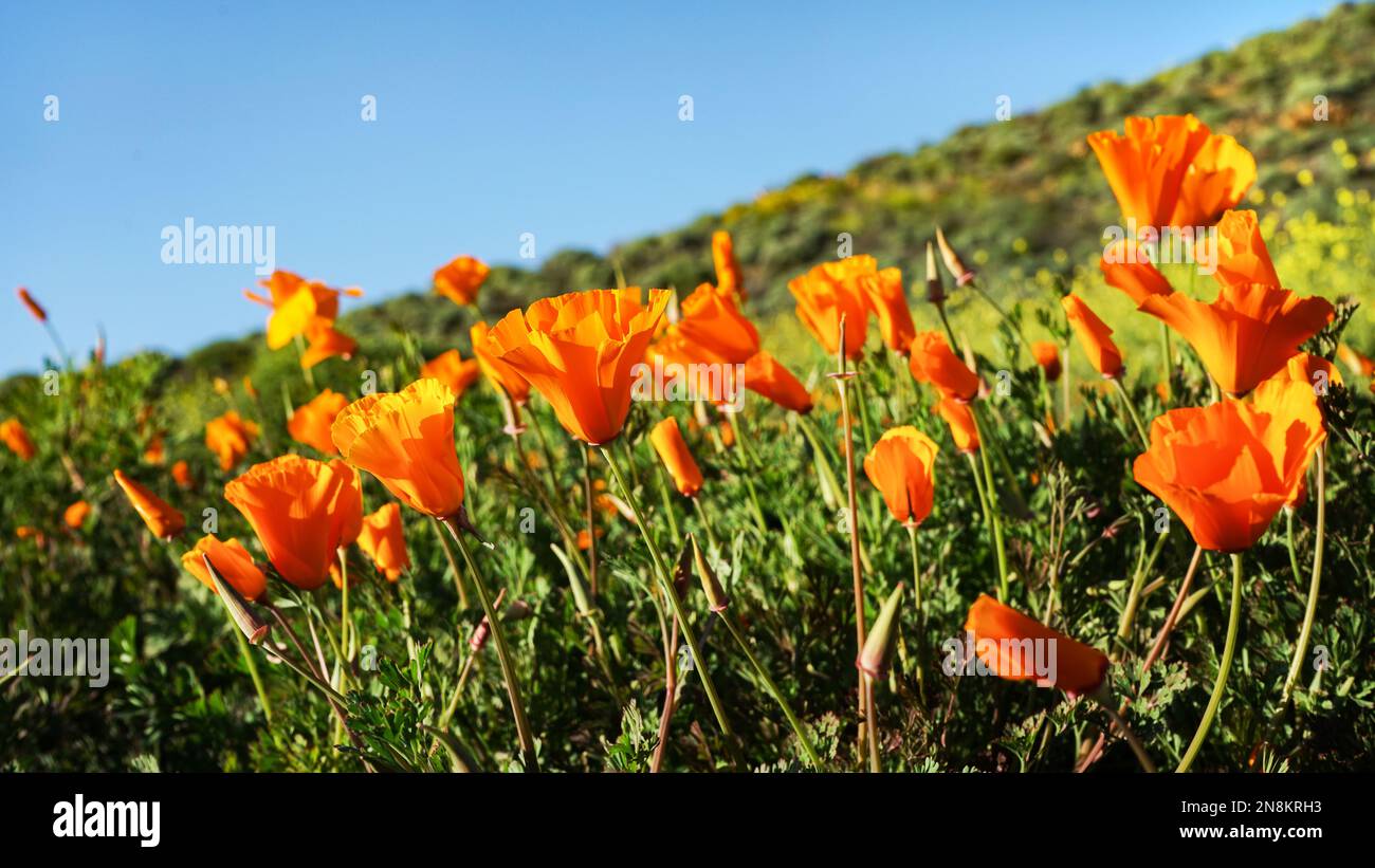 Low angle view of bright orange California poppies super bloom on green hillside under blue sky. Stock Photo