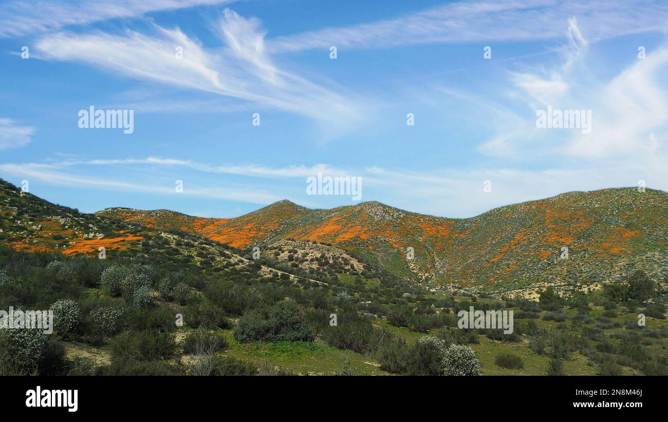 Wide angle view of beginning of 2023 California Poppy super bloom under blue sky with white clouds. Stock Photo