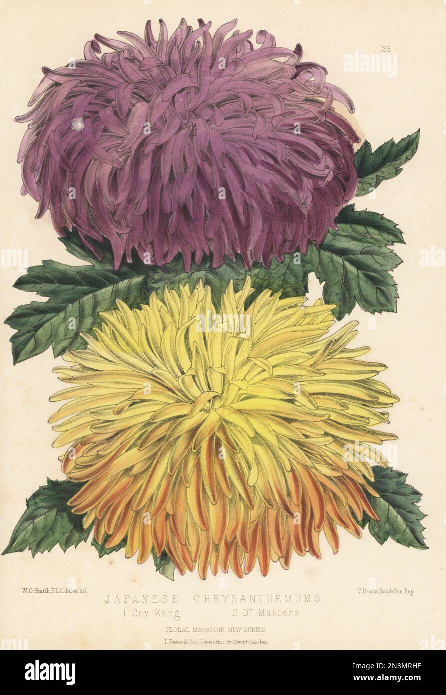 Japanese chrysanthemum cultivars, Cry Kang and Dr Masters. Sold by James Veitch and Sons, Chelsea. Handcolored botanical illustration drawn and lithographed by Worthington George Smith from Henry Honywood Dombrain's Floral Magazine, New Series, Volume 5, L. Reeve, London, 1876. Lithograph printed by Vincent Brooks, Day & Son. Stock Photo