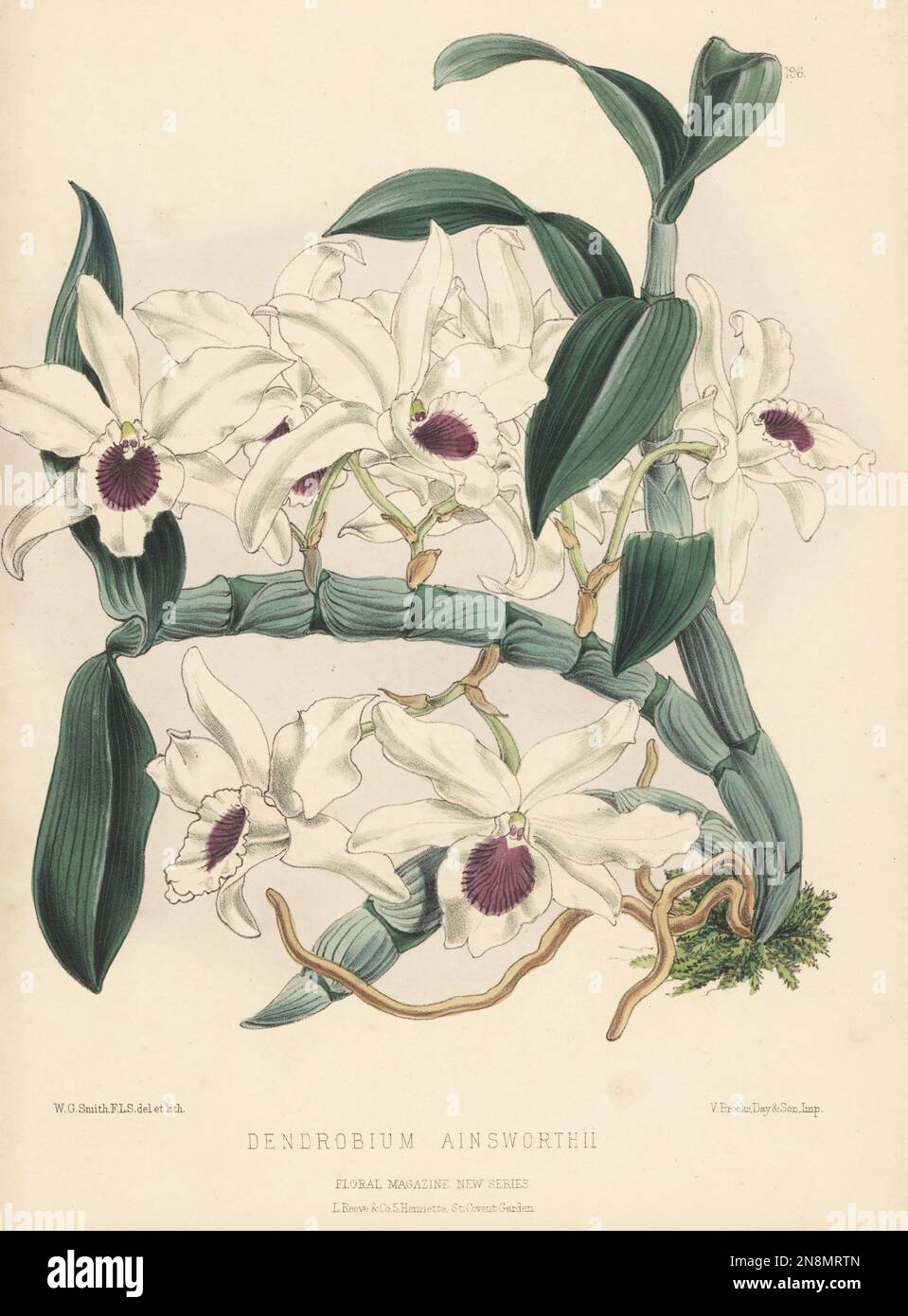 Ainsworth's Dendrobium orchid, Dendrobium x ainsworthii. Hybrid of Dendrobium heterocarpum x Dendrobium nobile raised by Mr Mitchell, Dr. Ainsworth's gardener at Broughton, Manchester. As Dendrobium ainsworthii. Handcolored botanical illustration drawn and lithographed by Worthington George Smith from Henry Honywood Dombrain's Floral Magazine, New Series, Volume 5, L. Reeve, London, 1876. Lithograph printed by Vincent Brooks, Day & Son. Stock Photo
