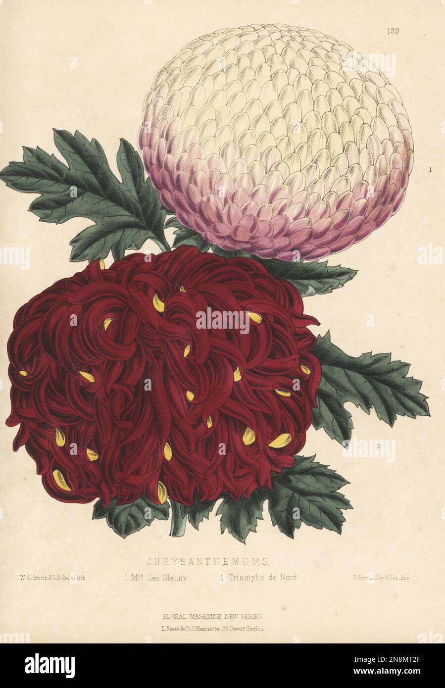 Chyrsanthemum cultivars, Mrs George Glenny, raised by H Cannell of Woolwich, and Triomphe de Nord, raised by Mr Turner of Slough. Sold by James Veitch and Sons nursery, Chelsea. Handcolored botanical illustration drawn and lithographed by Worthington George Smith from Henry Honywood Dombrain's Floral Magazine, New Series, Volume 5, L. Reeve, London, 1876. Lithograph printed by Vincent Brooks, Day & Son. Stock Photo