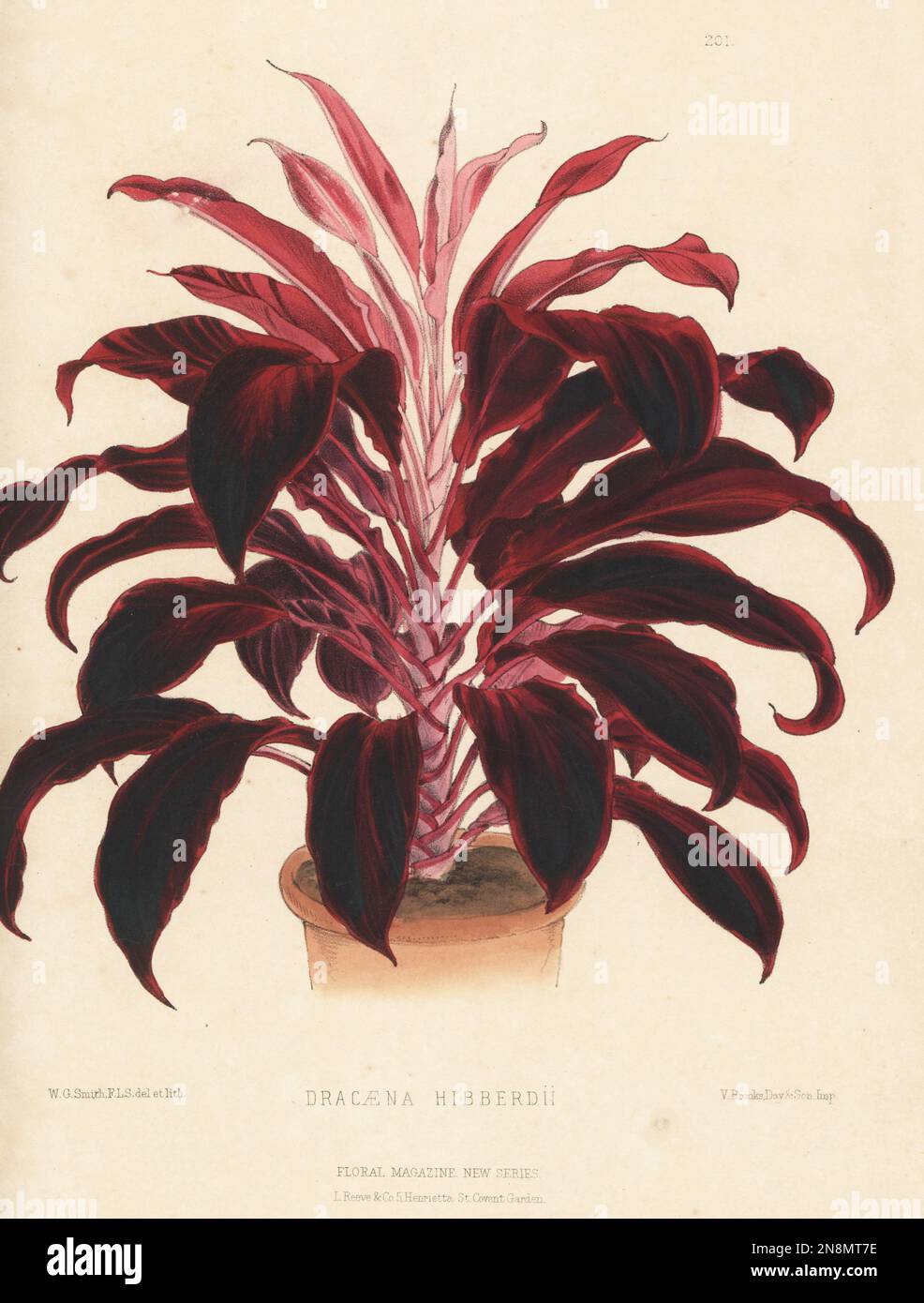 Hybrid dragon tree, Dracaena × hibberdii. As Dracaena hibberdii. Named for Shirley Hibberd, editor of Gardener's Magazine, and raised by Bernard Samuel Williams, Victoria and Paradise Nursery, Upper Holloway. Handcolored botanical illustration drawn and lithographed by Worthington George Smith from Henry Honywood Dombrain's Floral Magazine, New Series, Volume 5, L. Reeve, London, 1876. Lithograph printed by Vincent Brooks, Day & Son. Stock Photo