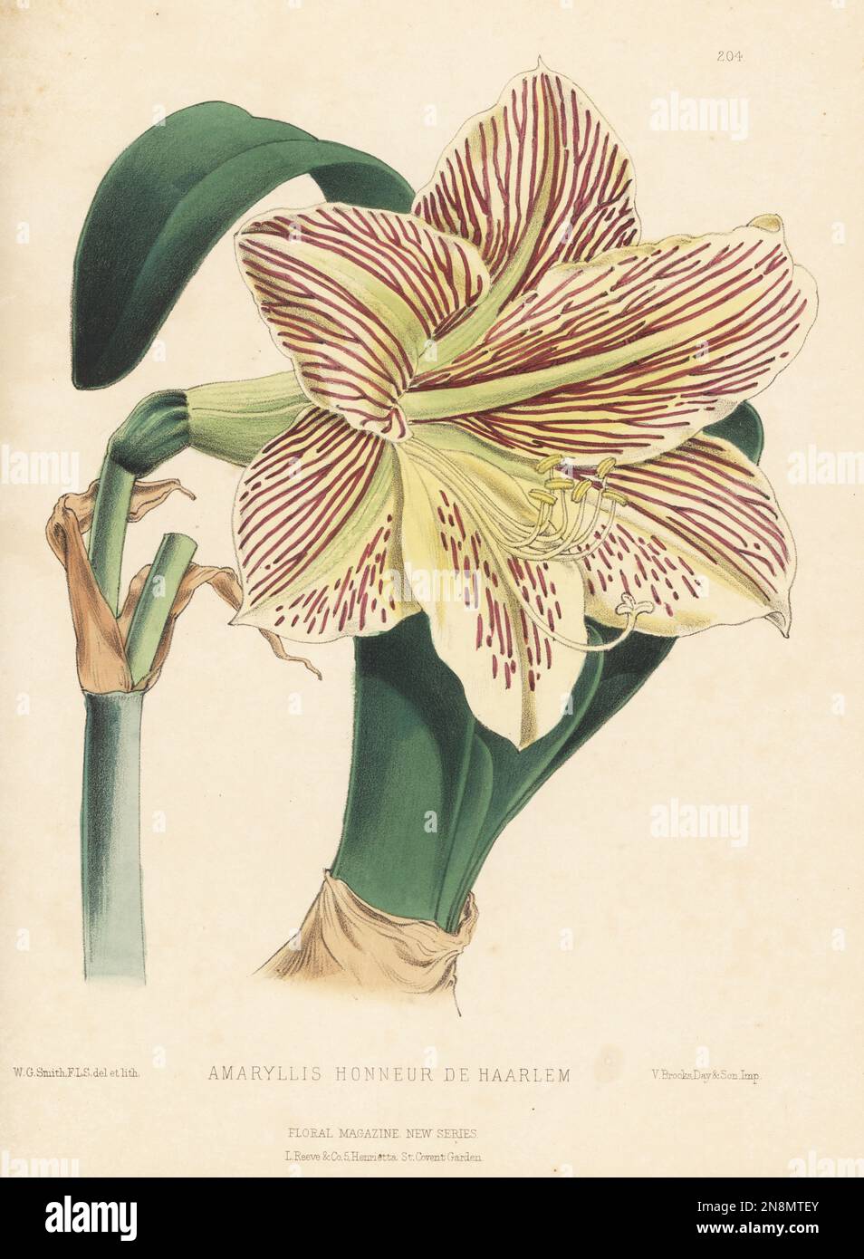 Amaryllis Honneur de Haarlem, Hippeastrum hybrid variety. Cross of Hippeastrum pardinum, H. leopoldii and H. ackermanni. Raised by Messrs. Schetzer of Haarlem and sold by James Veitch and Sons, Chelsea. Handcolored botanical illustration drawn and lithographed by Worthington George Smith from Henry Honywood Dombrain's Floral Magazine, New Series, Volume 5, L. Reeve, London, 1876. Lithograph printed by Vincent Brooks, Day & Son. Stock Photo