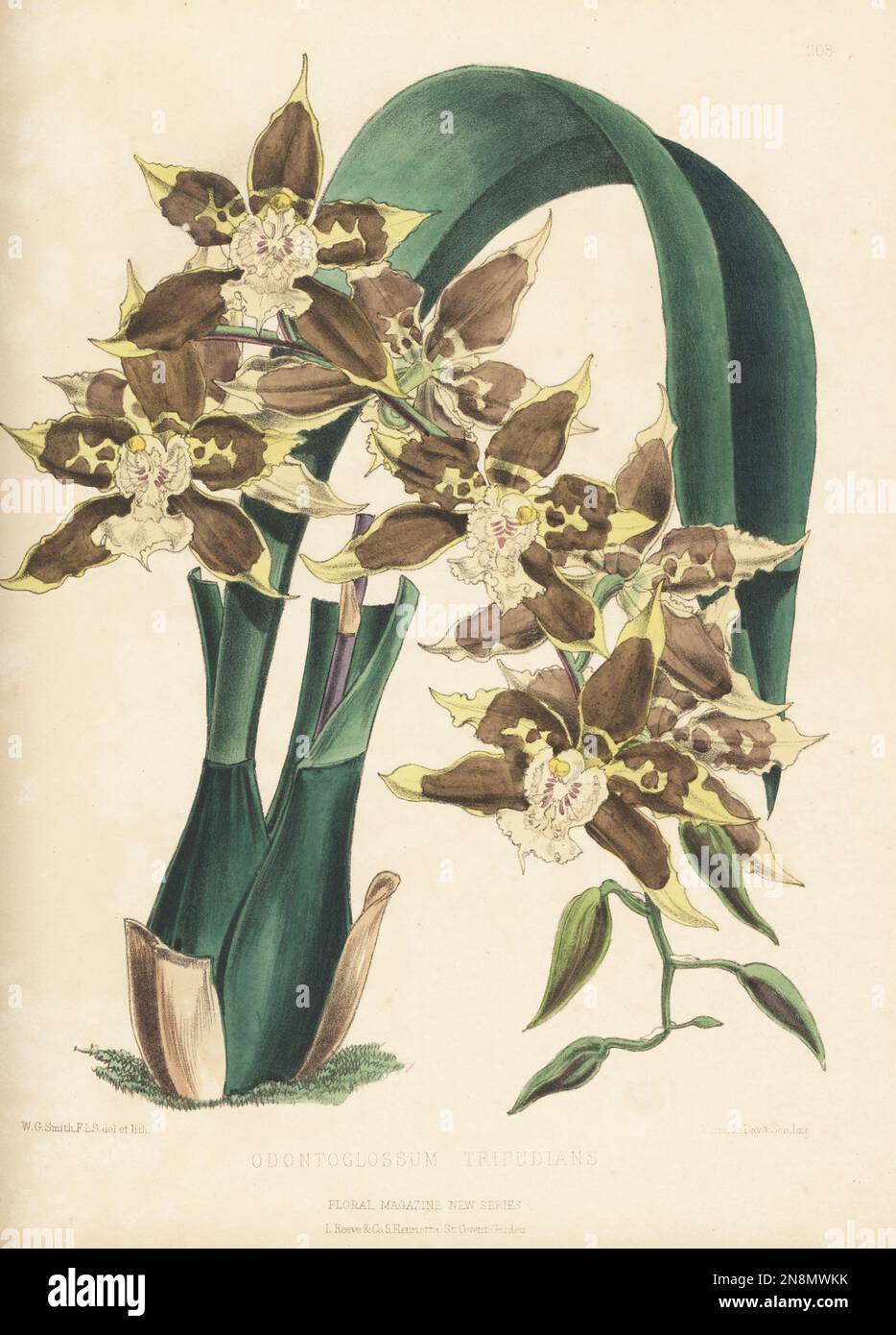 Oncidium tripudians orchid, native to Colombia. As Odontoglossum tripudians. Discovered by Polish plant hunter Josef von Warscewicz in New Grenada, sold by James Veitch and Sons nursery, King's Road, Chelsea. Handcolored botanical illustration drawn and lithographed by Worthington George Smith from Henry Honywood Dombrain's Floral Magazine, New Series, Volume 5, L. Reeve, London, 1876. Lithograph printed by Vincent Brooks, Day & Son. Stock Photo