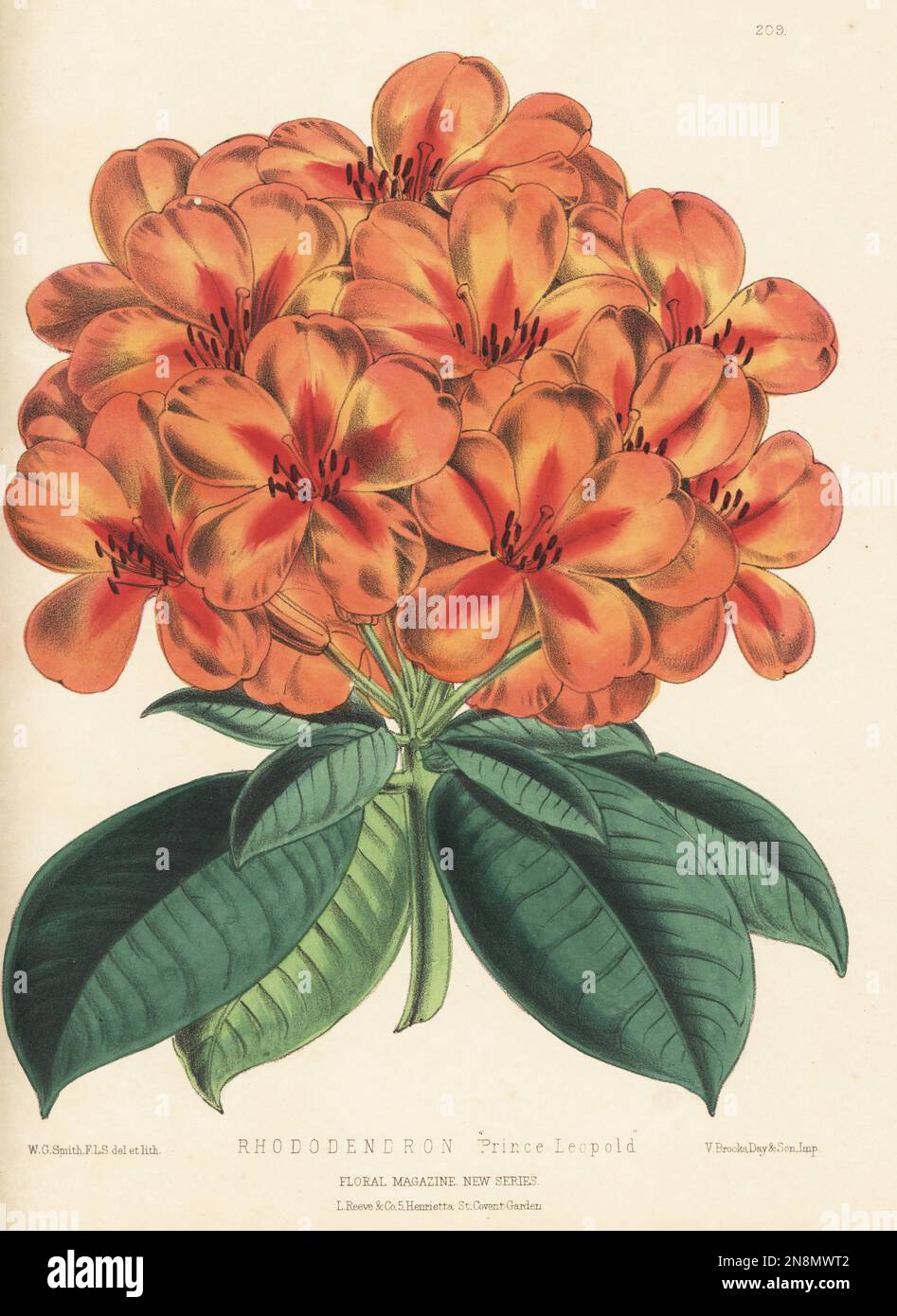 Orange rhododendron hybrid, Prince Leopold. A cross of Rhododendron lobbi x R. Princess Royal, raised by James Veitch and Sons nursery, King's Road, Chelsea. Handcolored botanical illustration drawn and lithographed by Worthington George Smith from Henry Honywood Dombrain's Floral Magazine, New Series, Volume 5, L. Reeve, London, 1876. Lithograph printed by Vincent Brooks, Day & Son. Stock Photo