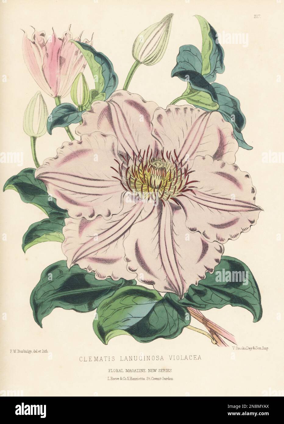 Violet clematis hybrid, Clematis lanuginosa, native to Zhejiang, eastern China. Shown by Mr Noble of Bagshot. As Clematis lanuginosa violacea. Handcolored botanical illustration drawn and lithographed by Frederick William Burbidge from Henry Honywood Dombrain's Floral Magazine, New Series, Volume 5, L. Reeve, London, 1876. Lithograph printed by Vincent Brooks, Day & Son. Stock Photo