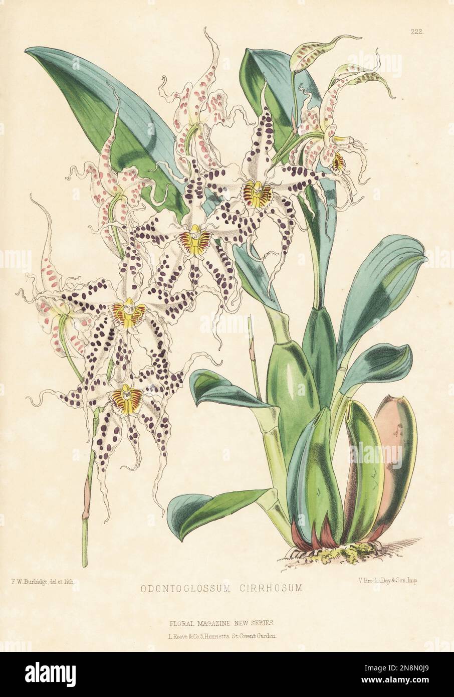 Wavy odontoglossum orchid, Oncidium cirrhosum. Native from Colombia to Ecuador, discovered by orchid hunter Franz Klaboch and his brother and imported by William Bull, Chelsea. As Odontoglossum cirrhosum. Handcolored botanical illustration drawn and lithographed by Frederick William Burbidge from Henry Honywood Dombrain's Floral Magazine, New Series, Volume 5, L. Reeve, London, 1876. Lithograph printed by Vincent Brooks, Day & Son. Stock Photo