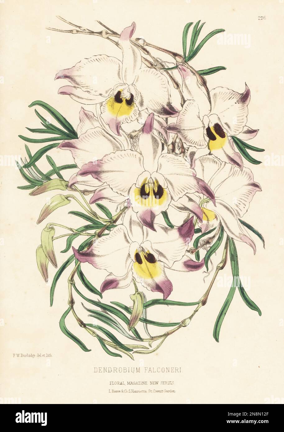 Dendrobium falconeri, or chuan zhu shi hu orchid, native to southern China, Taiwan, Bhutan, India and Indochina. Drawing of a plant raised by Sir W. Marriott of Down House, Blandford. Handcolored botanical illustration drawn and lithographed by Frederick William Burbidge from Henry Honywood Dombrain's Floral Magazine, New Series, Volume 5, L. Reeve, London, 1876. Lithograph printed by Vincent Brooks, Day & Son. Stock Photo