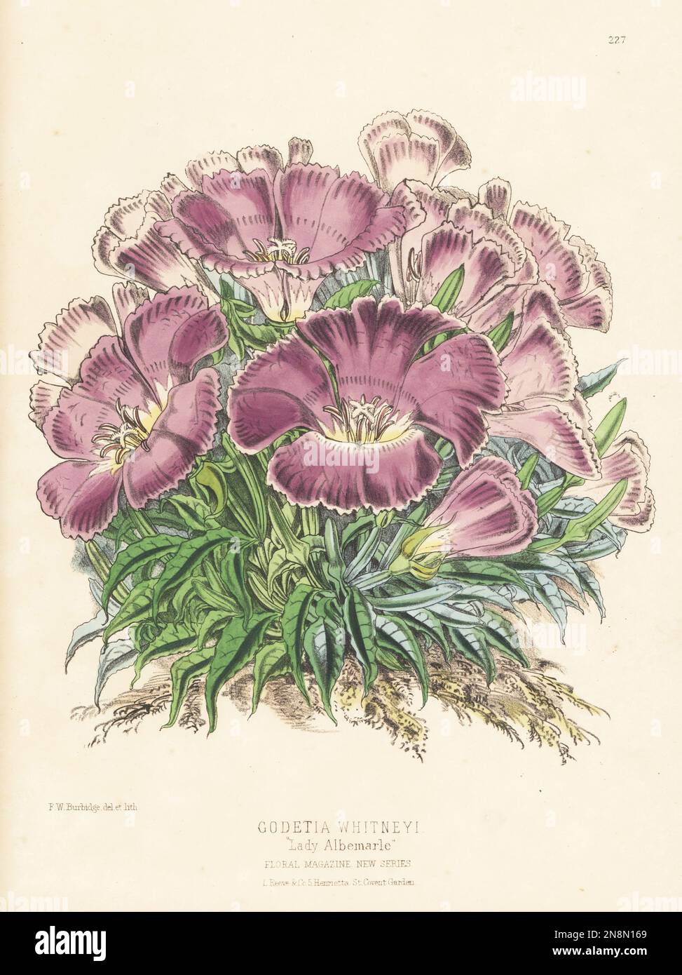 Whitney's farewell to spring, Clarkia amoena subsp. whitneyi, native to North America, from British Columbia to San Francisco. Cross of Godetia lindleyana x Godetia whitneyi, raised by Daniel Bros., Seed-Growers, Norwich. As Godetia whitneyi, Lady Albemarle. Handcolored botanical illustration drawn and lithographed by Frederick William Burbidge from Henry Honywood Dombrain's Floral Magazine, New Series, Volume 5, L. Reeve, London, 1876. Lithograph printed by Vincent Brooks, Day & Son. Stock Photo