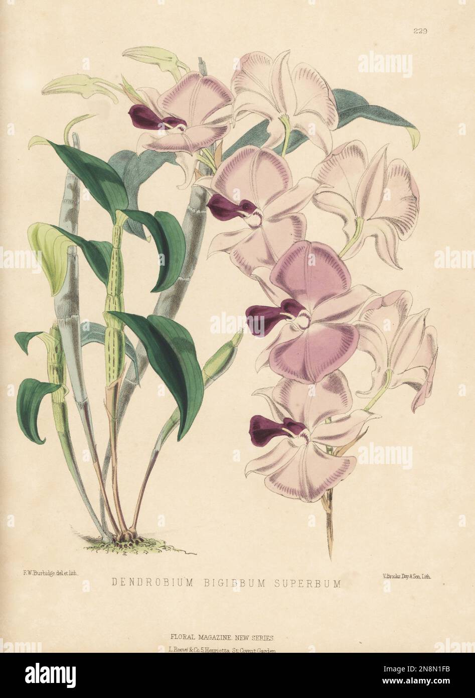 Cooktown orchid, Dendrobium bigibbum var. superbum, vulnerable. Native to Queensland, Australia, discovered by Dr Thomson on Mounth Adolphus, Torres Straits. As double-spurred dendrobe, Dendrobium bigibbum superbum. Handcolored botanical illustration drawn and lithographed by Frederick William Burbidge from Henry Honywood Dombrain's Floral Magazine, New Series, Volume 5, L. Reeve, London, 1876. Lithograph printed by Vincent Brooks, Day & Son. Stock Photo