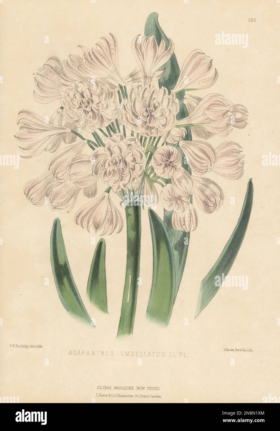 African lily, Agapanthus africanus, native to South Africa from the Cape to Swellendam. Raised by Bernard Samuel Williams of Holloway. As double-blossomed love flower, Agapanthus umbellatus. Handcolored botanical illustration drawn and lithographed by Frederick William Burbidge from Henry Honywood Dombrain's Floral Magazine, New Series, Volume 5, L. Reeve, London, 1876. Lithograph printed by Vincent Brooks, Day & Son. Stock Photo