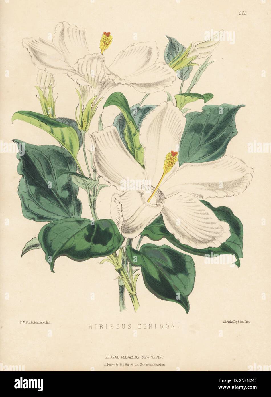 Mysterious hibiscus or lilibiscus species, Hibiscus denisoni. Pink flowers fade to white during the day. Named for William Denison, governor of New South Wales, imported from Australia by Bernard Samuel Williams of Victoria and Paradise Nurseries, Upper Holloway. Handcolored botanical illustration drawn and lithographed by Frederick William Burbidge from Henry Honywood Dombrain's Floral Magazine, New Series, Volume 5, L. Reeve, London, 1876. Lithograph printed by Vincent Brooks, Day & Son. Stock Photo