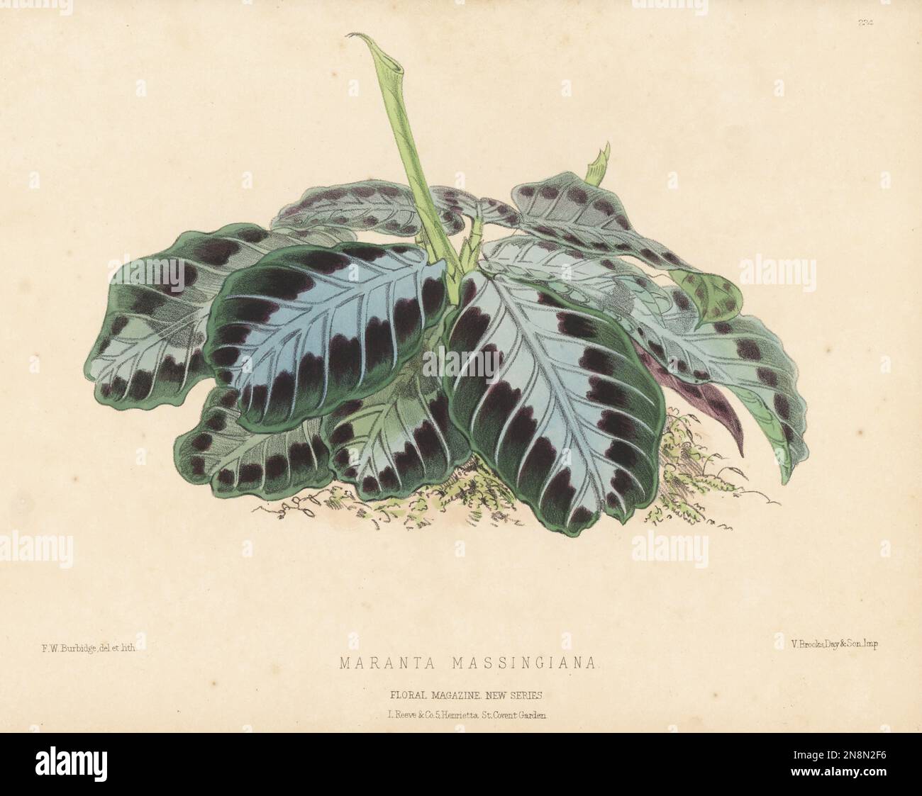 Prayer plant, Maranta leuconeura, native to Brazil. Sold by James Veitch and Sons, King's Road, Chelsea. As Maranta massingiana. Handcolored botanical illustration drawn and lithographed by Frederick William Burbidge from Henry Honywood Dombrain's Floral Magazine, New Series, Volume 5, L. Reeve, London, 1876. Lithograph printed by Vincent Brooks, Day & Son. Stock Photo