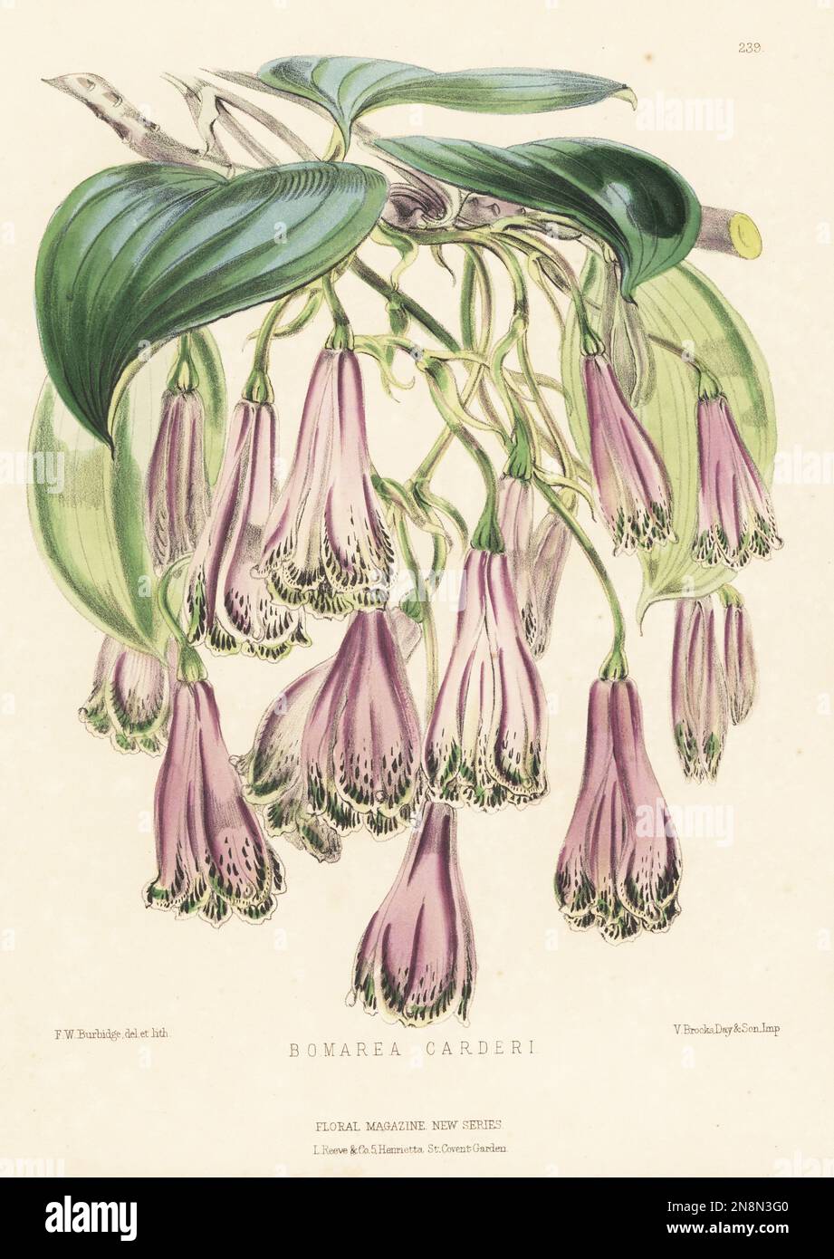Bomarea carderi, native to Panama, Colombia and Ecuador. Imported from New Grenada by William Bull, King's Road, Chelsea. Handcolored botanical illustration drawn and lithographed by Frederick William Burbidge from Henry Honywood Dombrain's Floral Magazine, New Series, Volume 5, L. Reeve, London, 1876. Lithograph printed by Vincent Brooks, Day & Son. Stock Photo