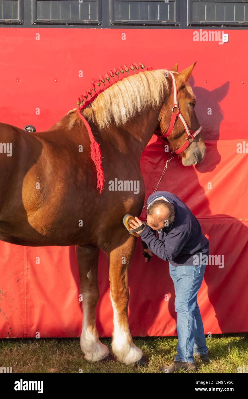 England, Dorset, Shaftesbury, The Annual Wessex Heavy Horse Show and