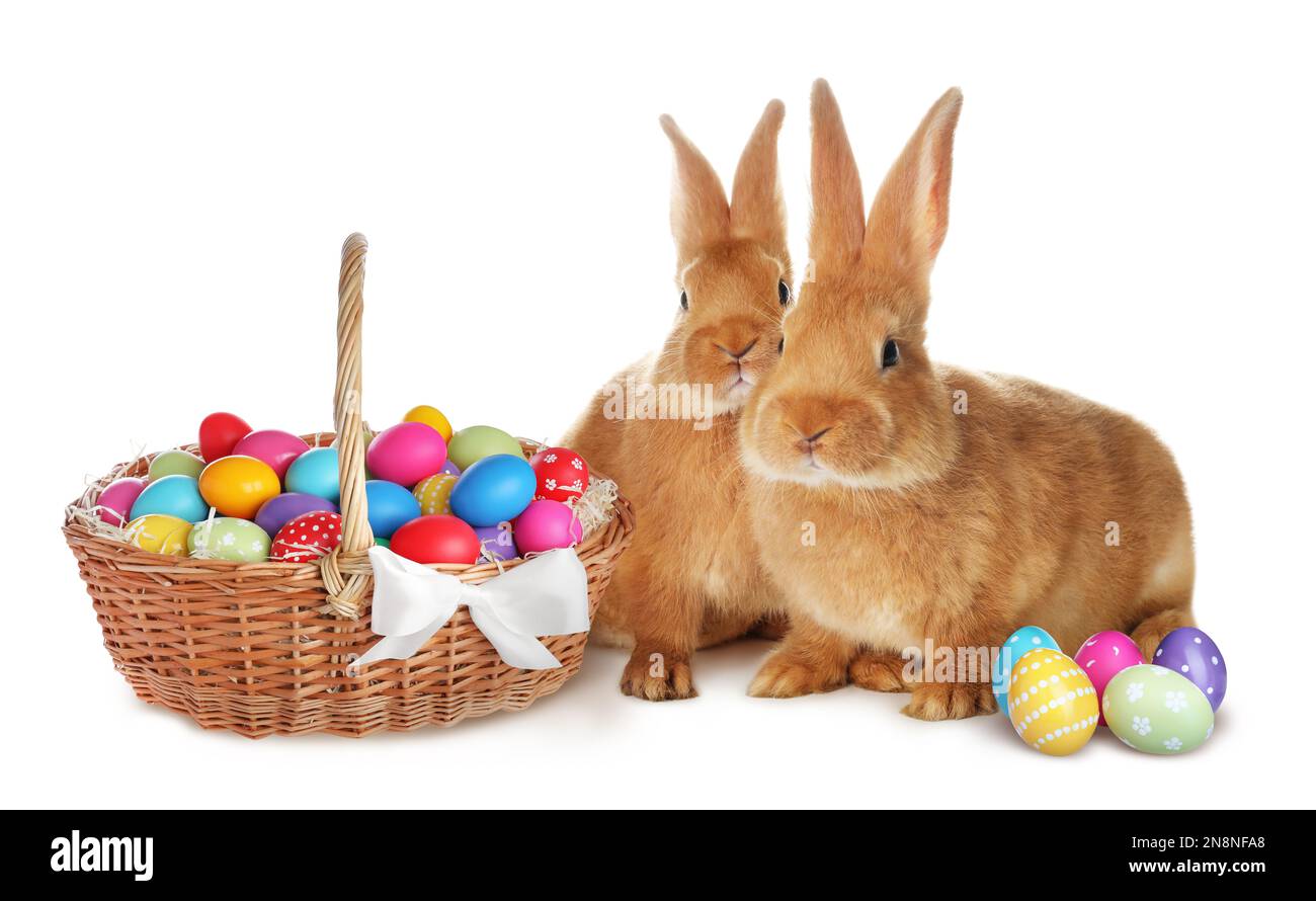 Cute bunnies and wicker basket with bright Easter eggs on white ...