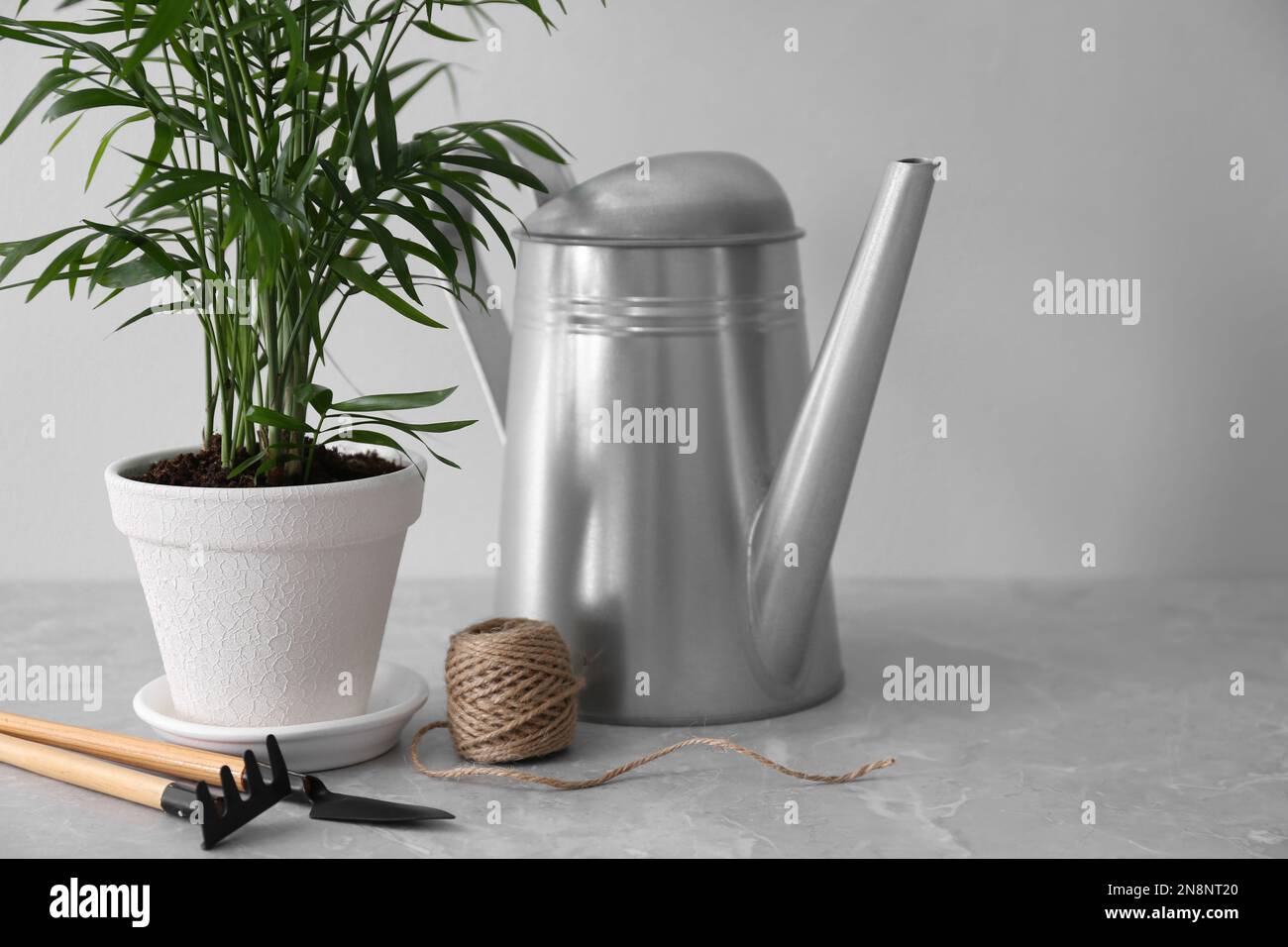 Beautiful Ravenea rivularis plant in pot and gardening tools on grey marble table, space for text. House decor Stock Photo