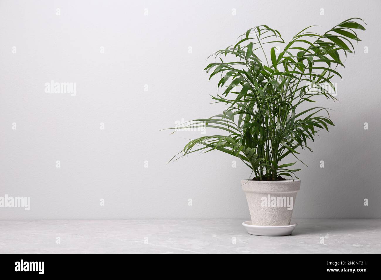 Beautiful Ravenea rivularis plant in pot on grey marble table, space for text. House decor Stock Photo