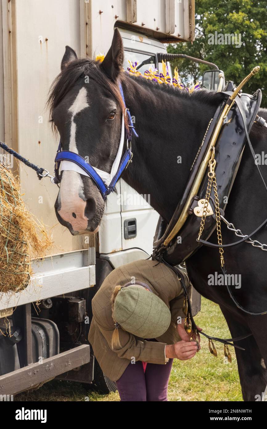 England, Dorset, Shaftesbury, The Annual Wessex Heavy Horse Show and