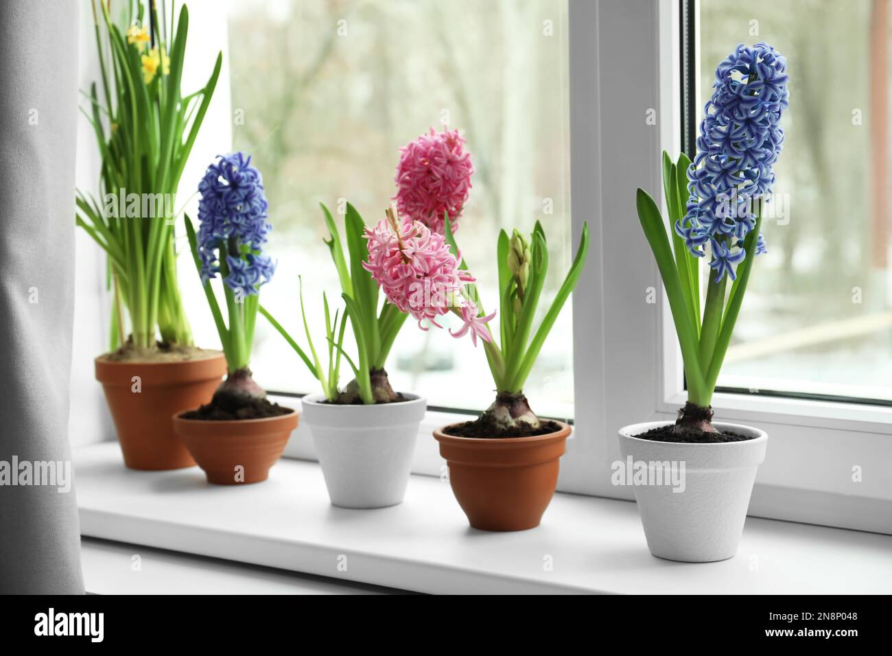 Beautiful flowers in pots on window sill indoors Stock Photo - Alamy