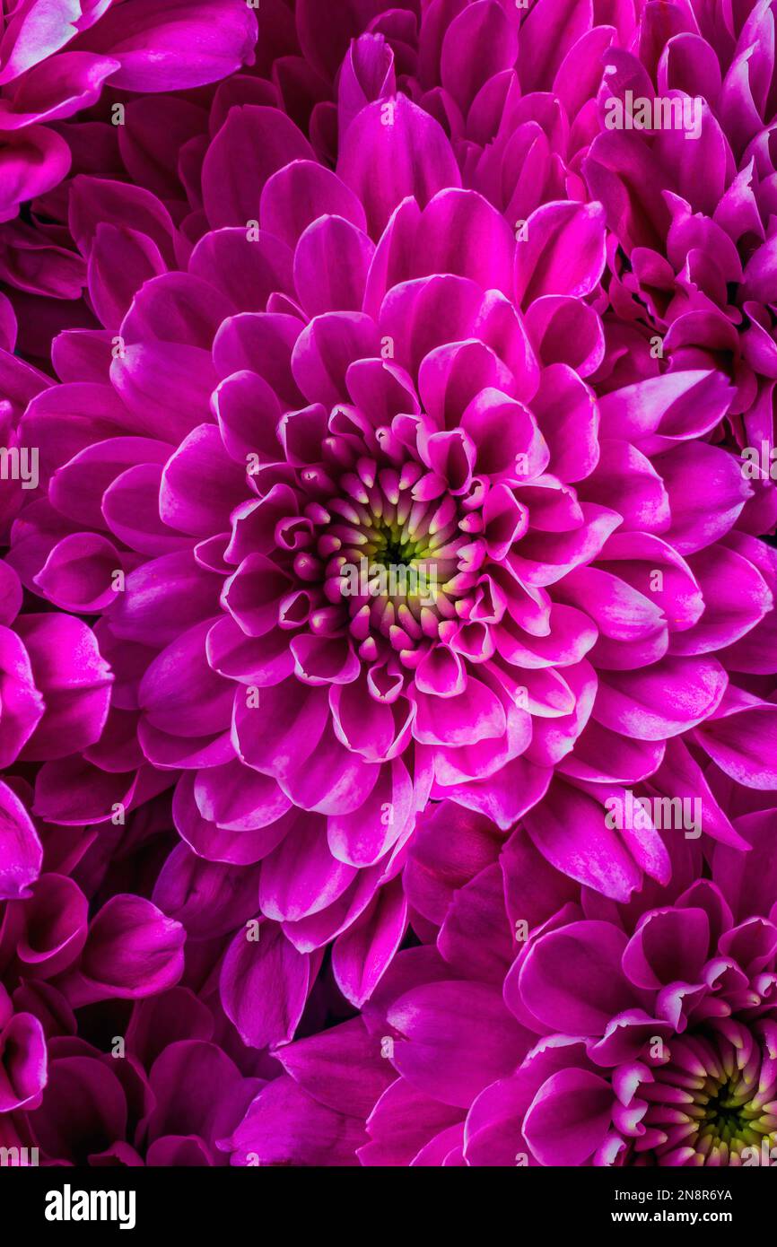 Pompon chrysanthemum hi-res stock photography and images - Alamy